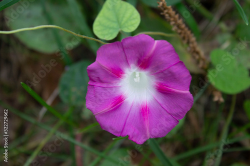 Bellissimi fiori fotografati da vicino