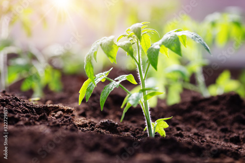 tomato seedlings growing in the soil at greenhouse