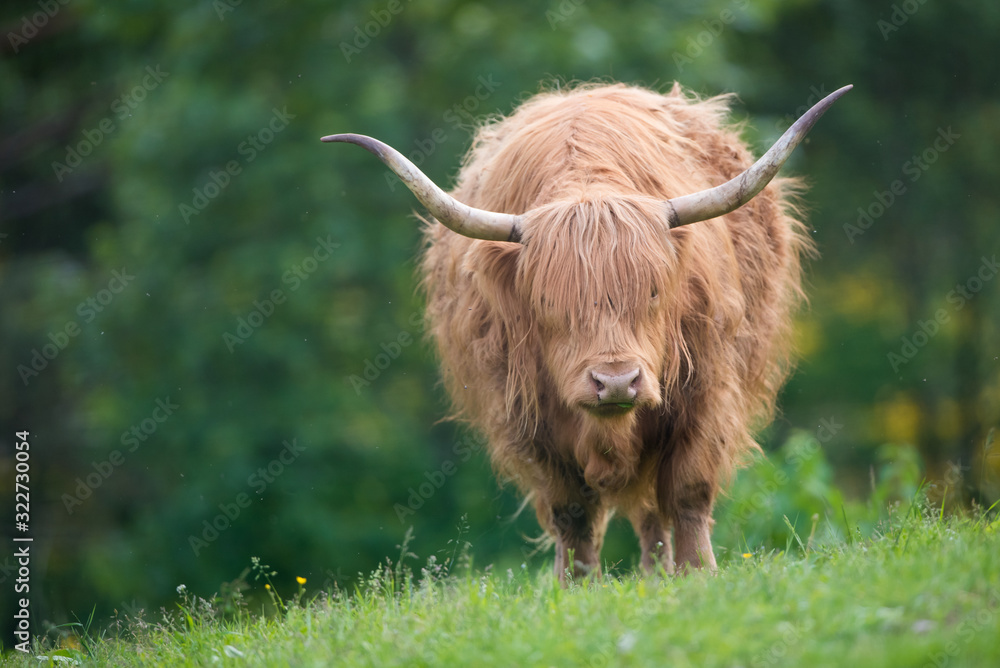 Isolated Scottish highland cow on a field