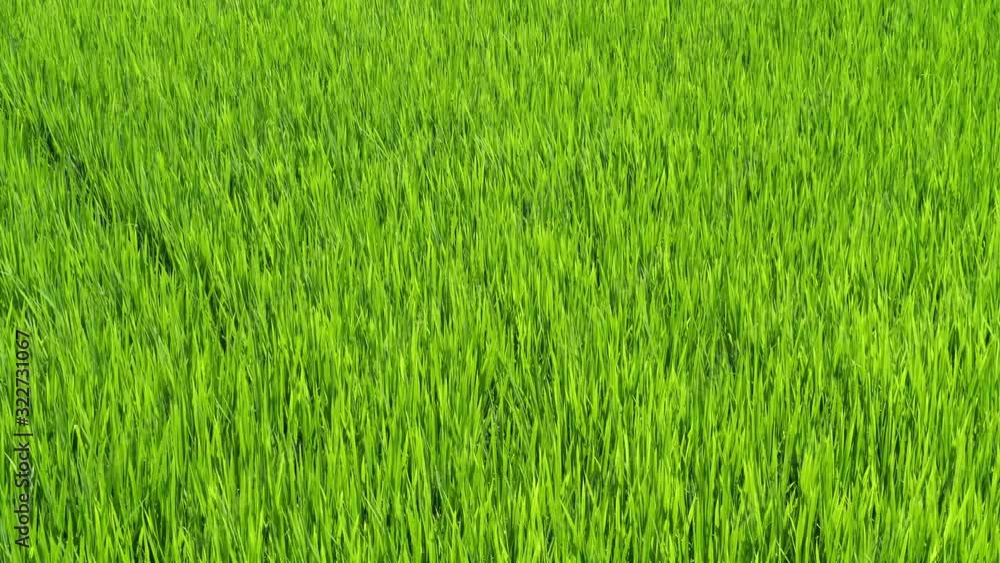 真夏の水田 そよ風が渡る水田 真夏の水田 そよ風が渡る水田