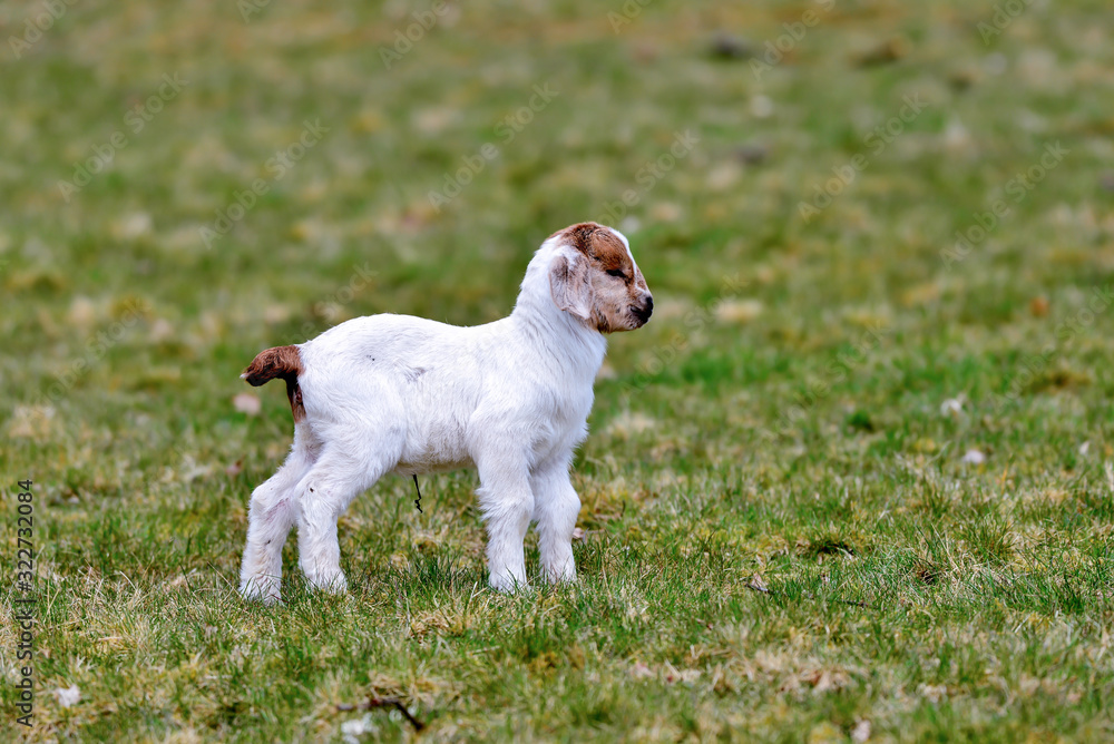 cute baby goat on grass