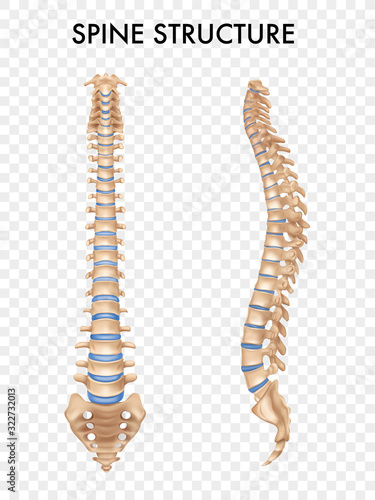 Spine Anatomy Realistic Set 