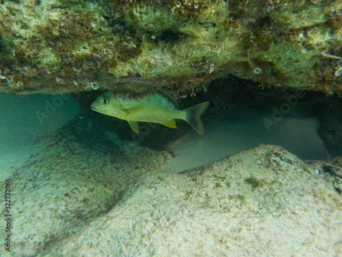 Parrotfish hiding beneath rock