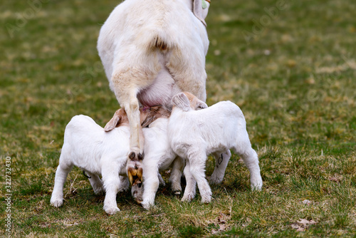 white mother goat with drinking babies