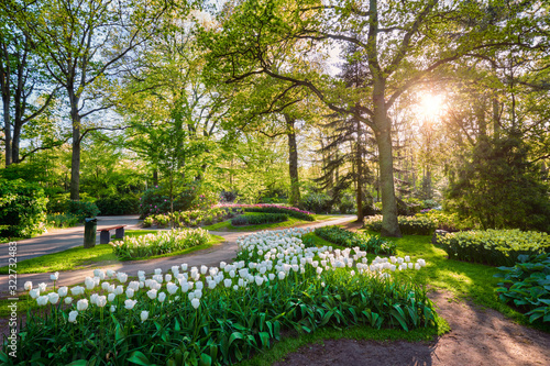 Fototapeta Naklejka Na Ścianę i Meble -  Keukenhof flower garden. Lisse, the Netherlands.
