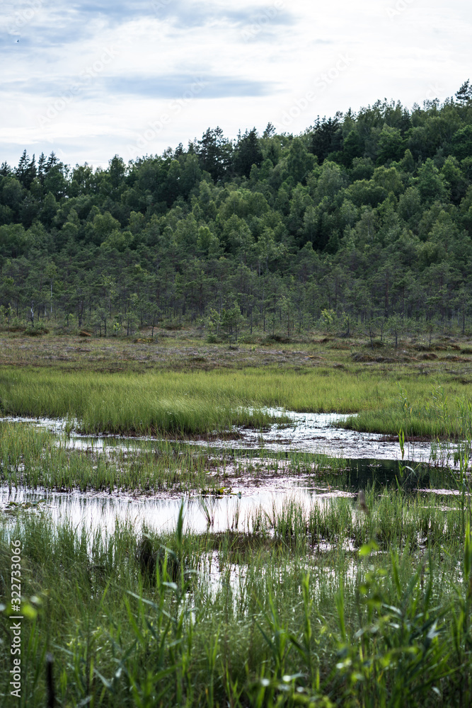 in focus and sharpness, the water area in the middle of the bog is free of aquatic plants, further blurred view of bog trees and forest