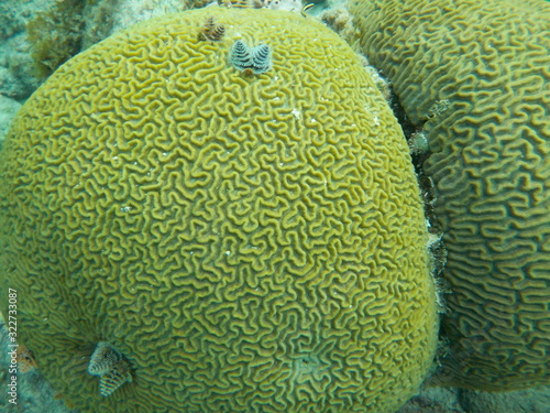 Yellow brain coral with attached Christmas tree like coral