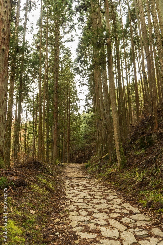 杉の間を通る石畳の昔の街道／Nakasenndo is an old rode in Gifu Prefecture, Japan.