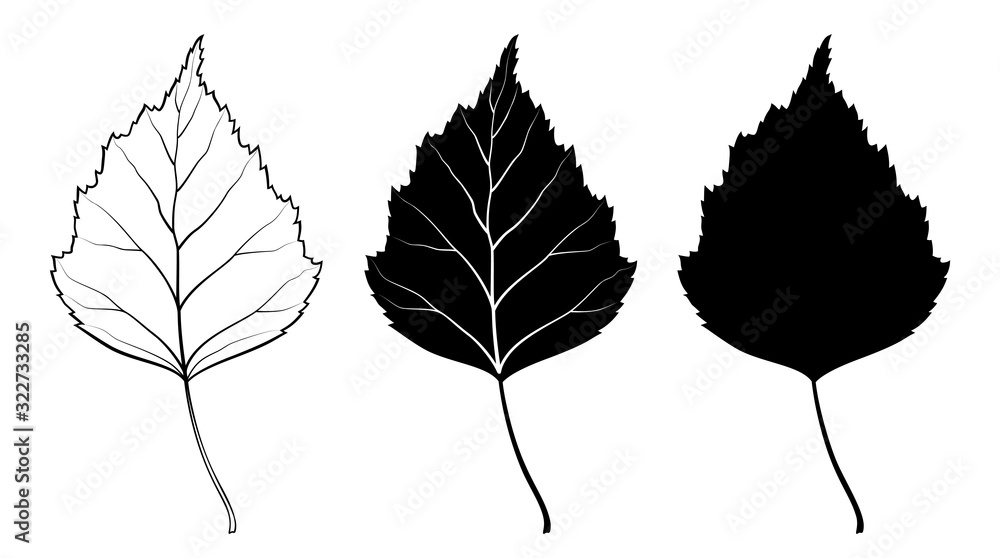 birch-leaf-vector-illustration-outline-silhouette-line-art-drawing