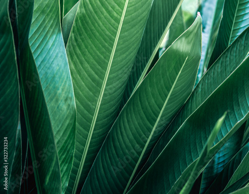 Dark green leaf texture background