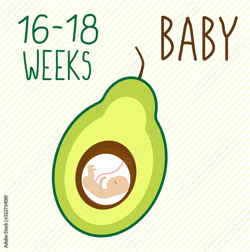 Avocado. pregnancy development, size of embryo for 16-18 weeks. compare with fruits. Human fetus inside the womb 5 months.