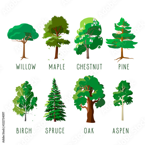 Set of isolated trees in summer season. Forever green trees and trees with falling leaves. Cartoon vector illustration.