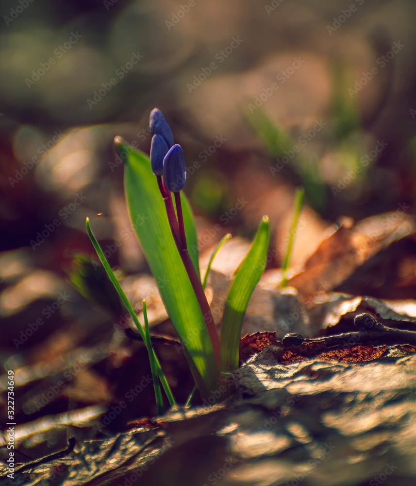 Snowdrop Snowdrop