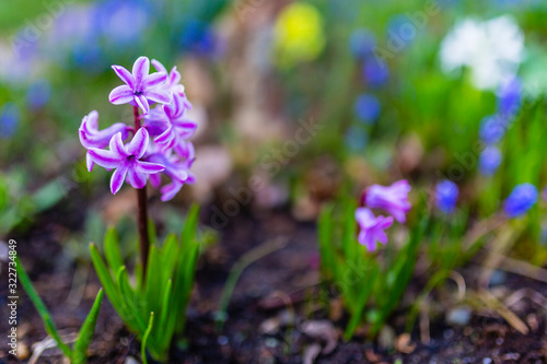 Blooming spring hyacinths flowers in the garden.
