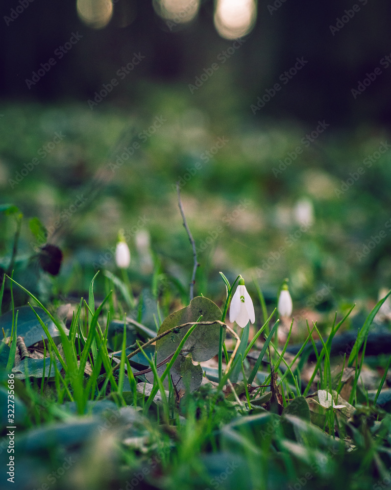 Snowdrop Snowdrop