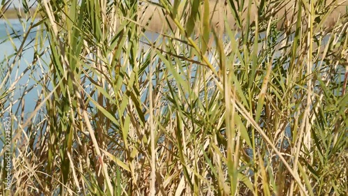 high quality footage of reeds along a lake in Arizona