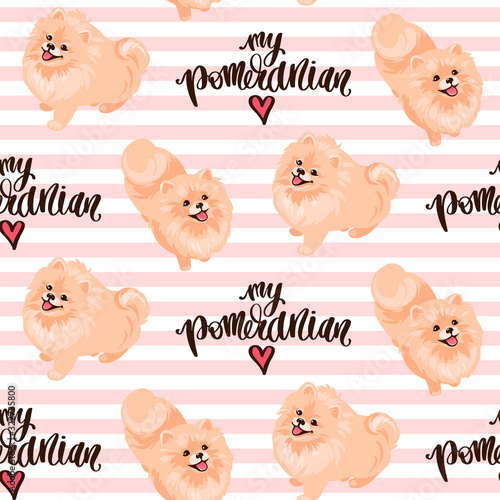 Pomeranian Spitz puppy isolated on white background.