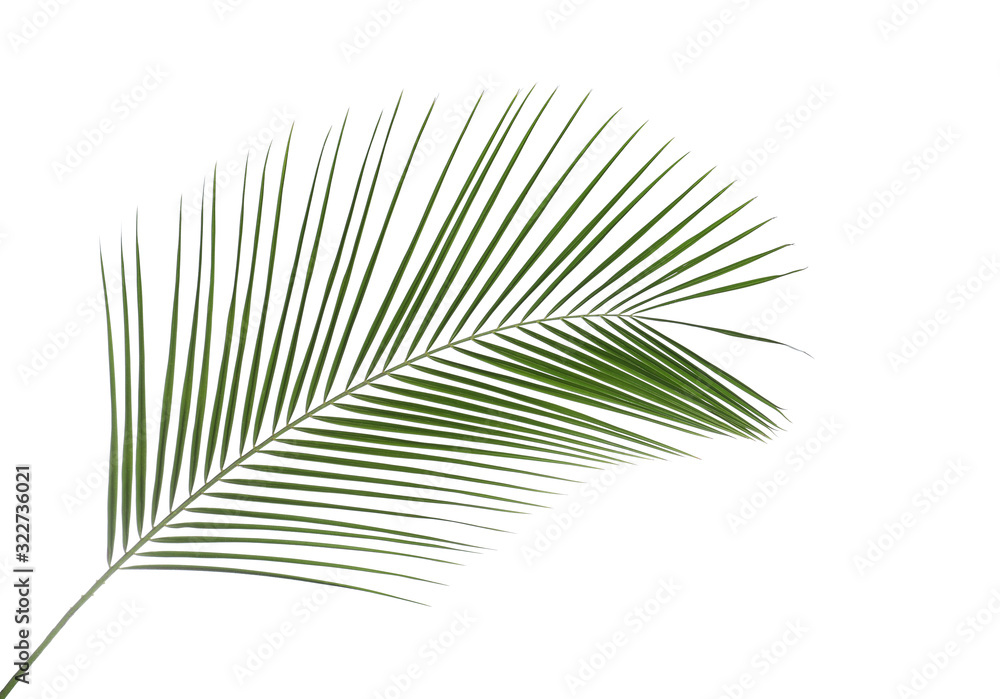 Fototapeta premium Beautiful lush tropical leaf isolated on white