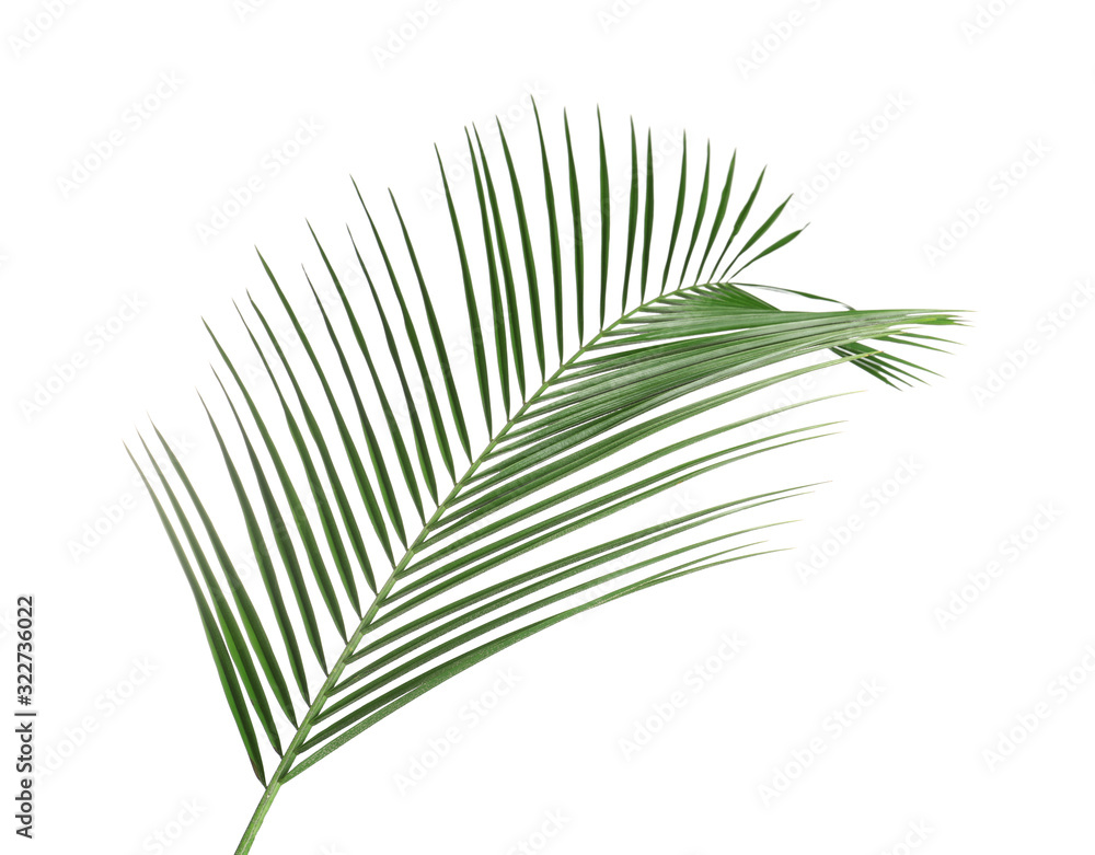 Fototapeta premium Beautiful lush tropical leaf isolated on white