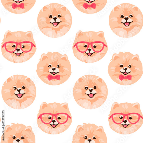 Pomeranian Spitz puppy isolated on white background.