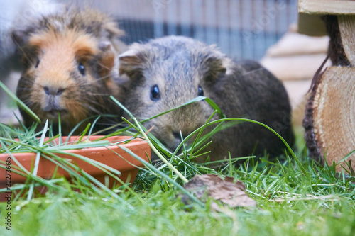 Guinea pigs at the garden eating grass