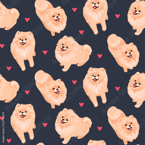 Pomeranian Spitz puppy isolated on white background.