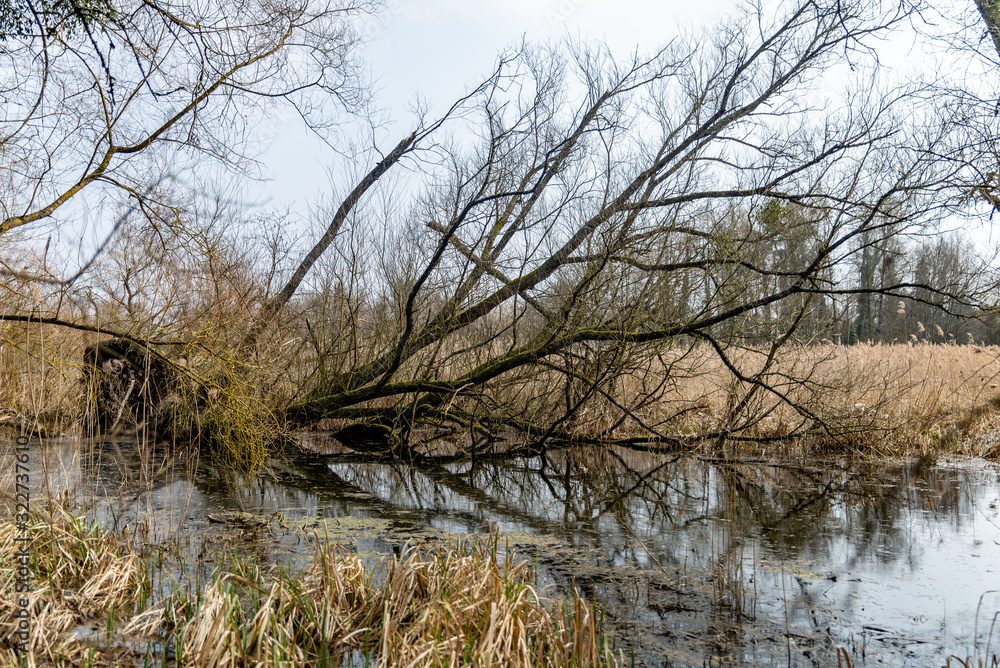 Fototapeta premium Arbre déraciné et couché dans un marais