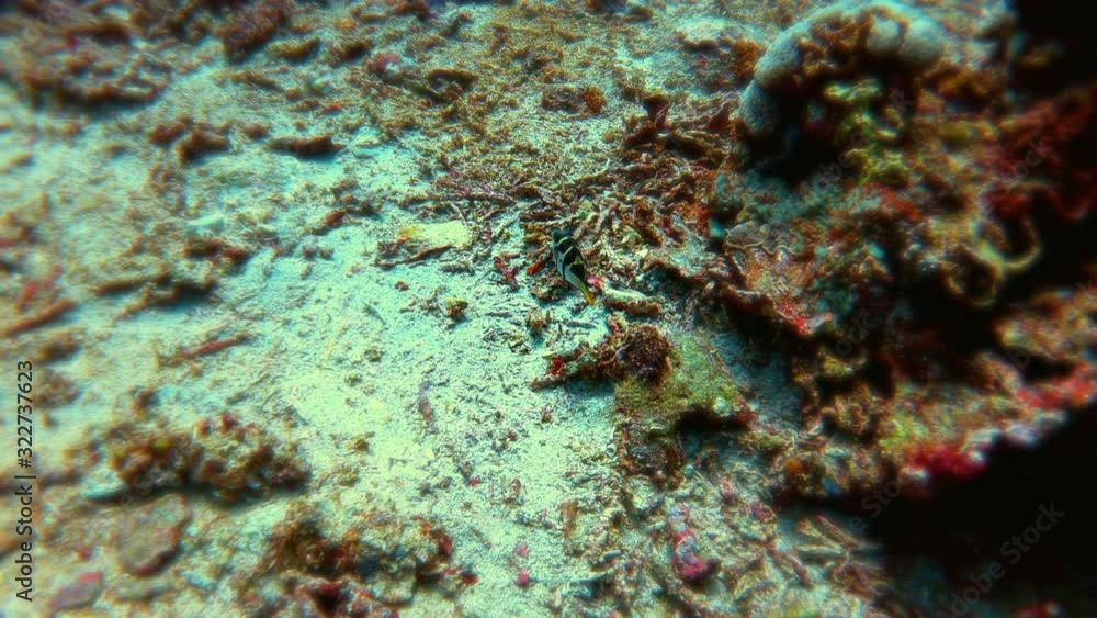Scuba diving at Nusa Lembongan Underwater, Bali, Indonesia Scuba diving at Nusa Lembongan Underwater, Bali, Indonesia