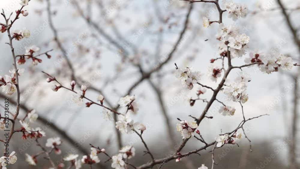 Beautiful flowering apricot tree in spring time in forest Beautiful flowering apricot tree in spring time in forest