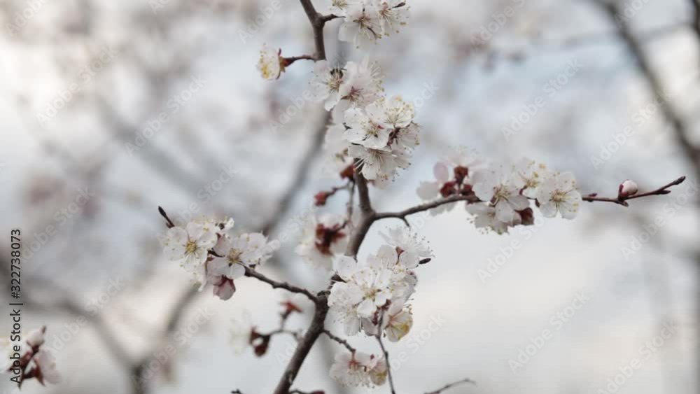 Beautiful flowering apricot tree in spring time in forest Beautiful flowering apricot tree in spring time in forest