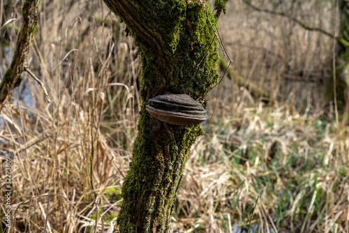 Champignon Amandouvier accroché sur un petit tronc d'arbre photo