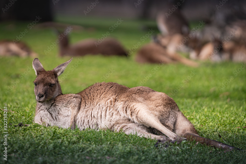 Kangaroo enjoying himself