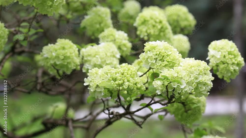 beautiful green hydrangea flowers on a Bush in the springtime in the Botanical garden beautiful green hydrangea flowers on a Bush in the springtime in the Botanical garden