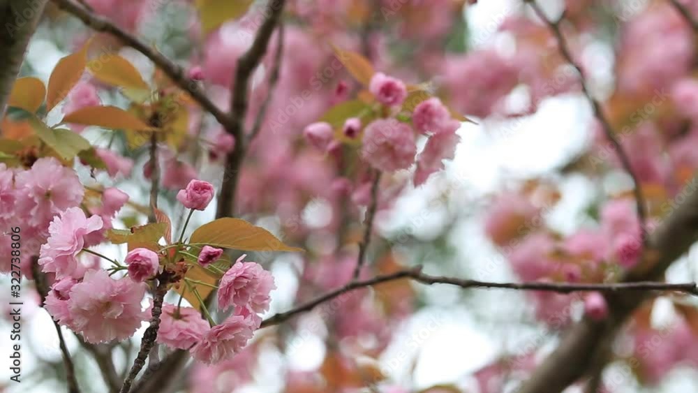 beautiful pink cherry blossoms on tree branches during flowering in the Botanical garden beautiful pink cherry blossoms on tree branches during flowering in the Botanical garden