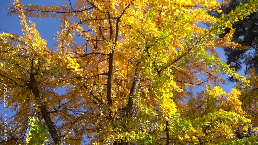 Colorful leaves on branch against blue sky background Colorful leaves on branch against blue sky background