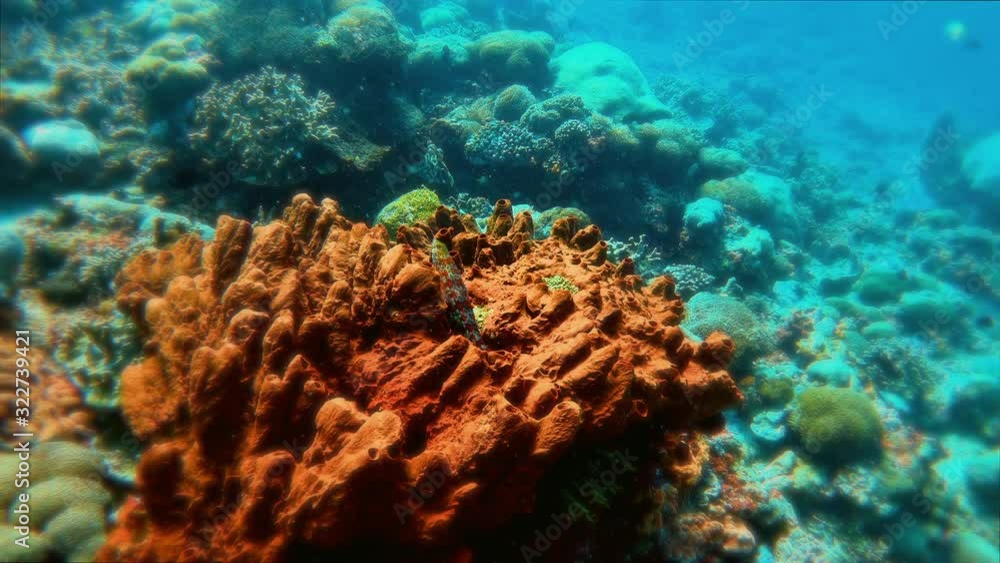 Scuba diving at Nusa Lembongan Underwater, Bali, Indonesia Scuba diving at Nusa Lembongan Underwater, Bali, Indonesia
