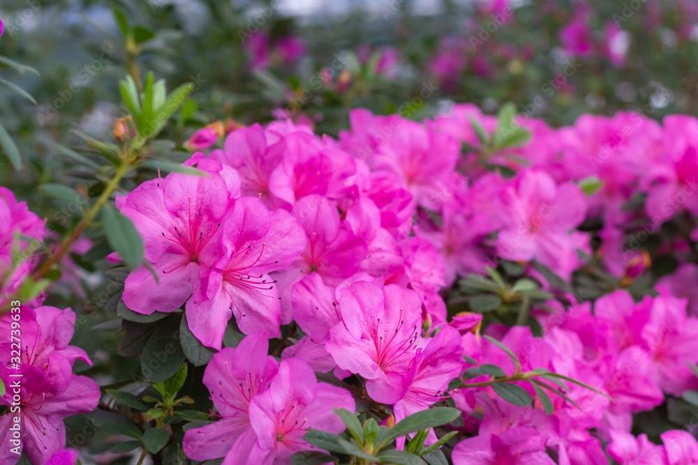 Azaleas tropical flower. Azaleas tropical flower.