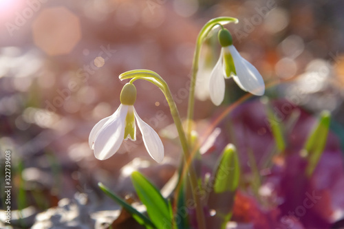 First snowdrops in the forest.