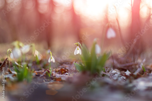 First snowdrops in the forest.