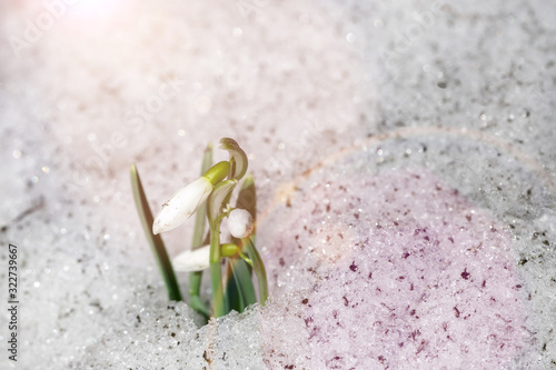 First snowdrops in the forest.