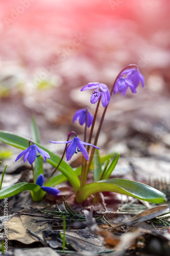 First snowdrops in the forest.