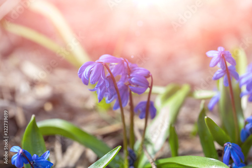 First snowdrops in the forest.