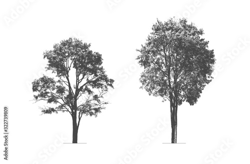 trees silhouette. high contrast style : vector 