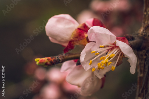 Crerry tree blooming photo