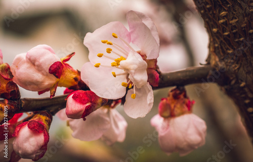 Crerry tree blooming photo