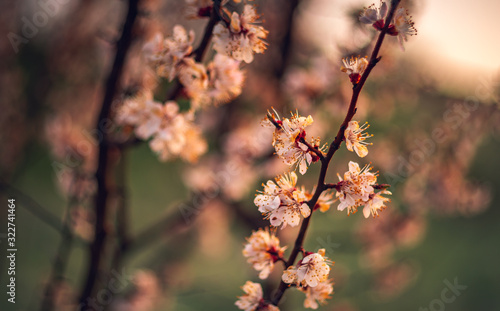 Crerry tree blooming photo