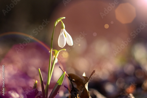 First snowdrops in the forest.