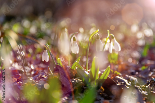 First snowdrops in the forest.