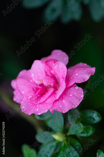 Dew on flowers after rain.