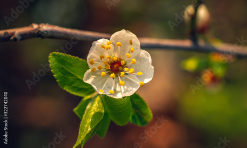 Crerry tree blooming photo